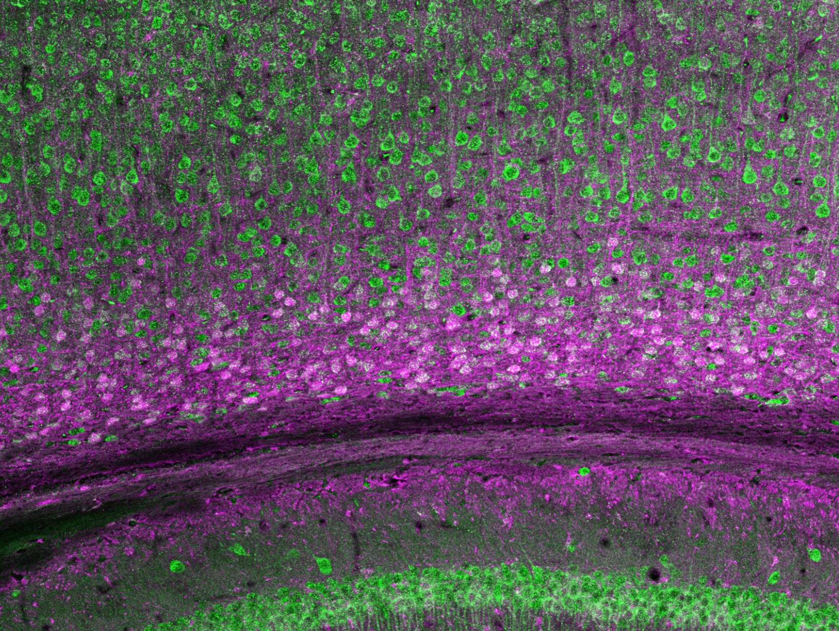 research areas of neuroscience