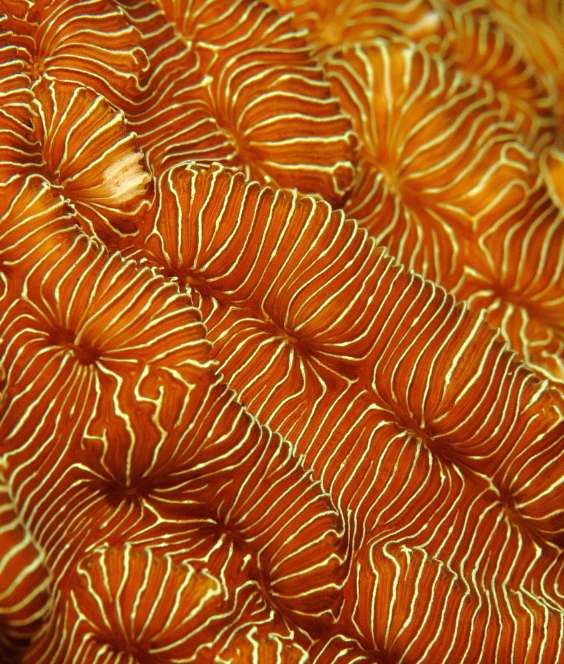 closeup image of leaf coral